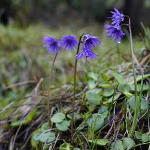 Soldanella pindicola